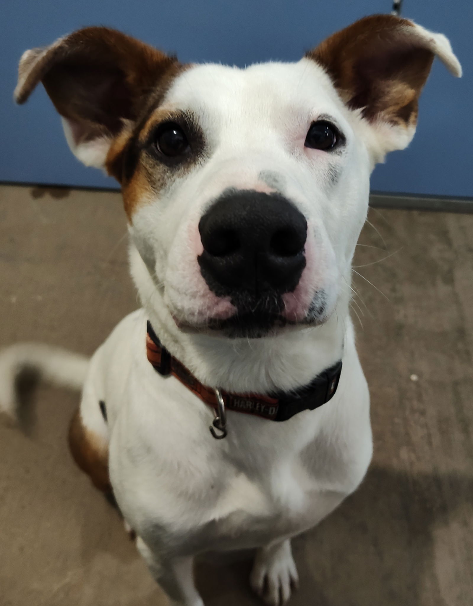 adoptable Dog in Chinook, MT named Hank