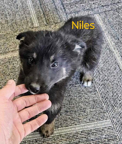 Niles