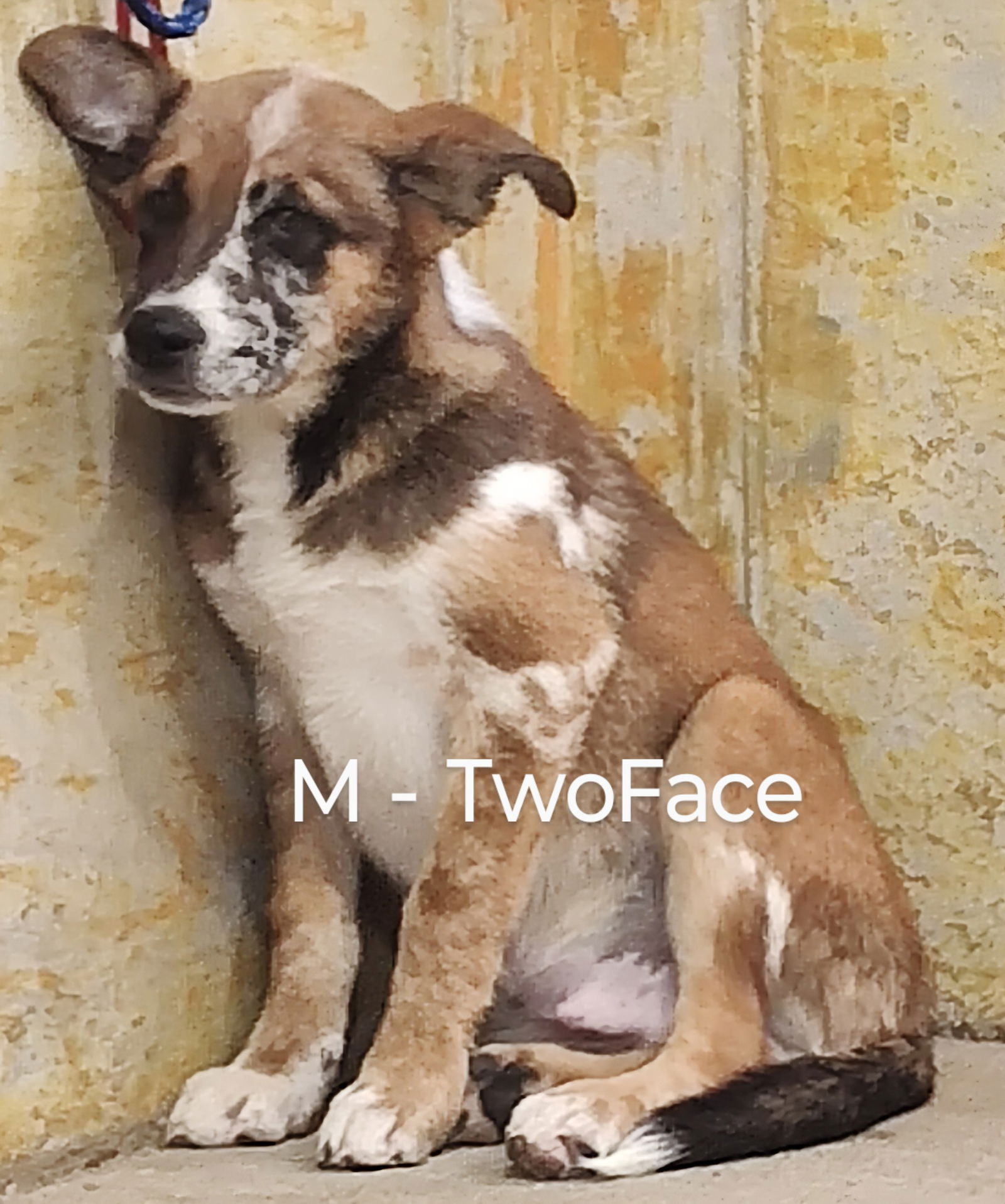 adoptable Dog in Chinook, MT named TwoFace