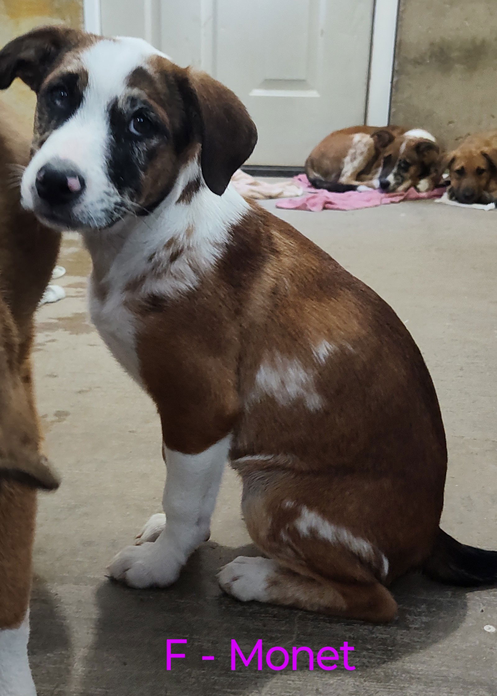 adoptable Dog in Chinook, MT named Monet