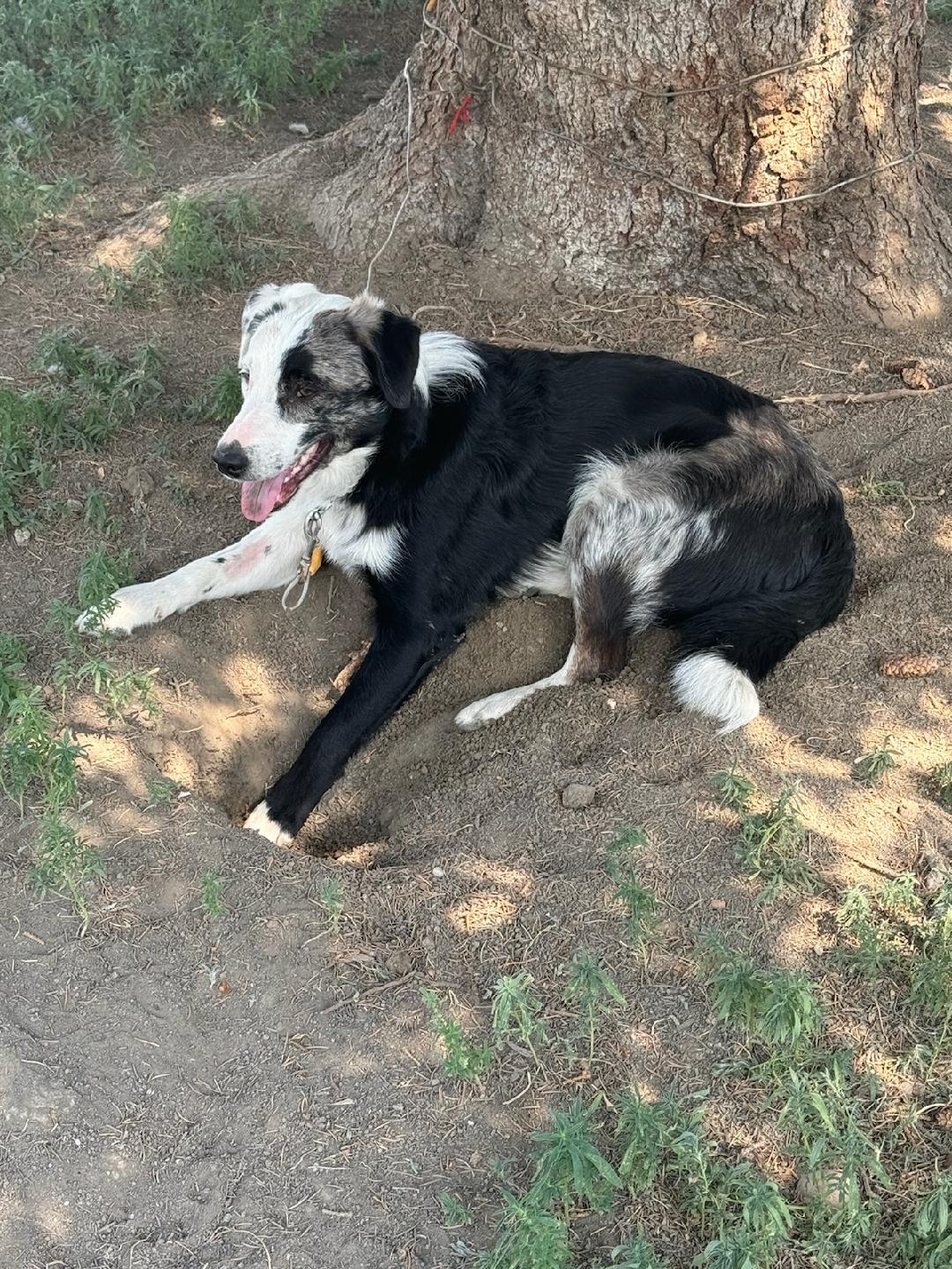 adoptable Dog in Chinook, MT named OLIE