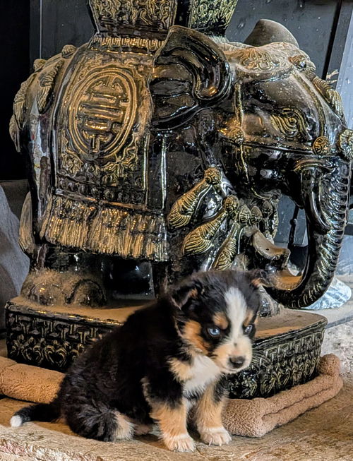 Carlo