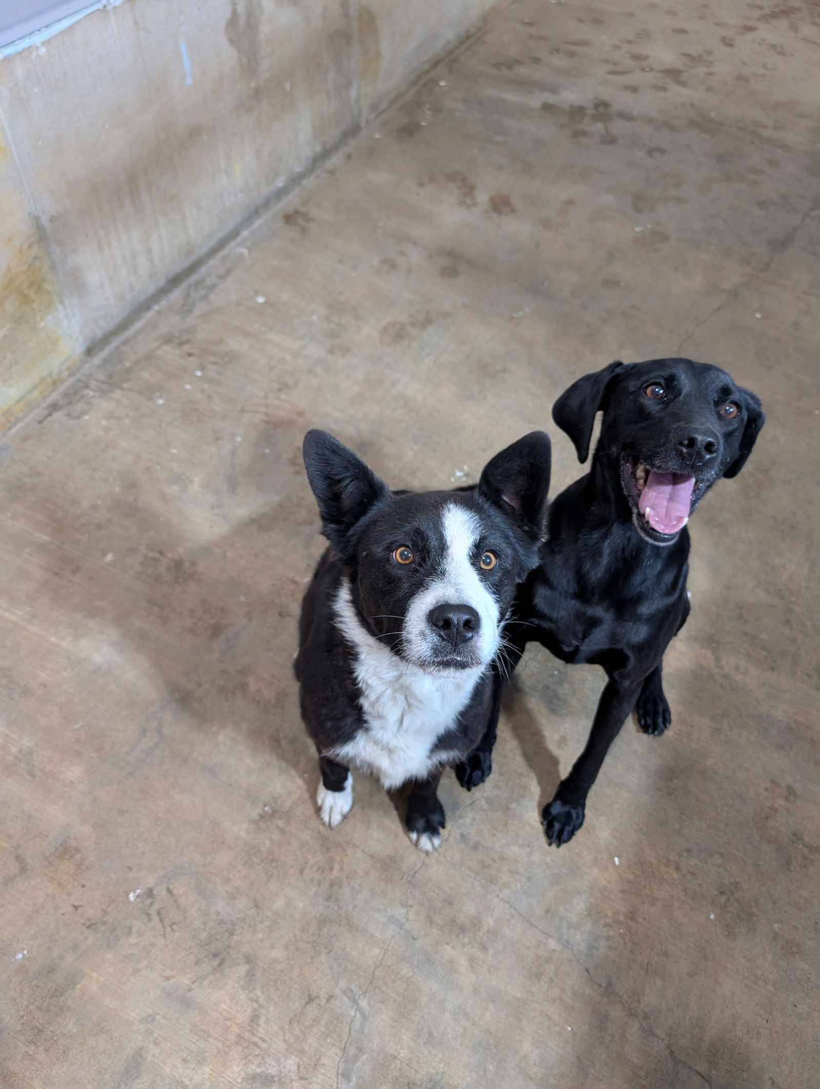 adoptable Dog in Chinook, MT named Berlin