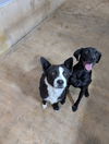 adoptable Dog in  named Berlin