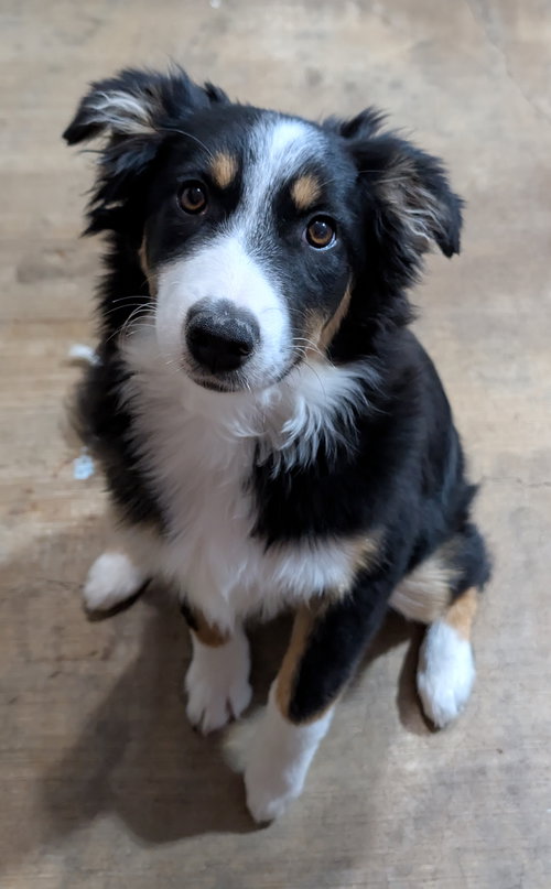 Kimber