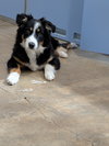 Kimber