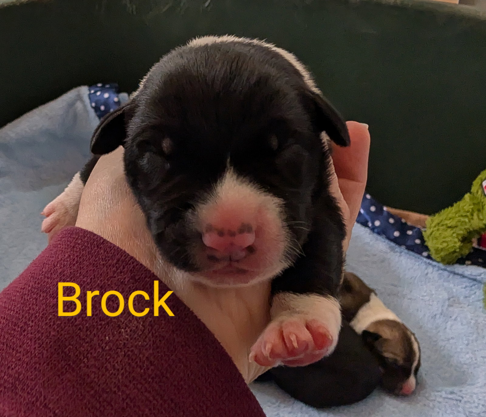 Brock