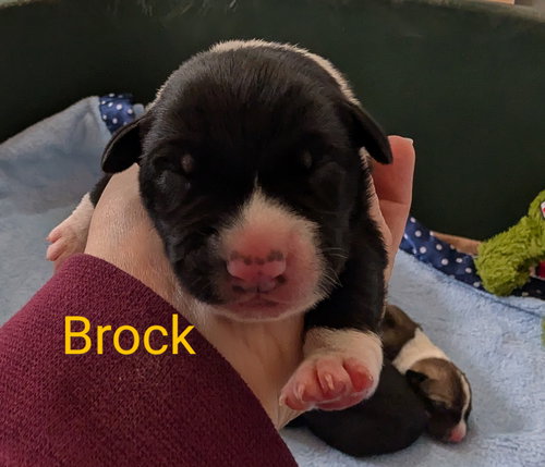 Brock