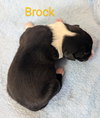 Brock