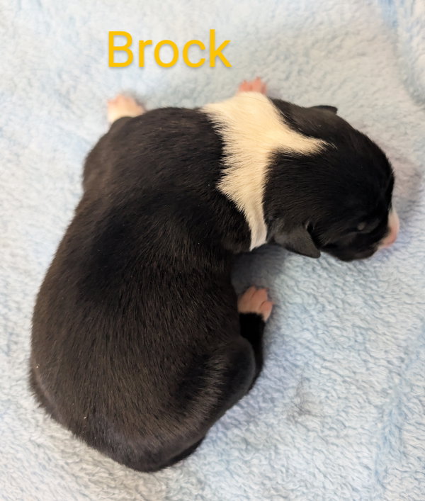 Brock