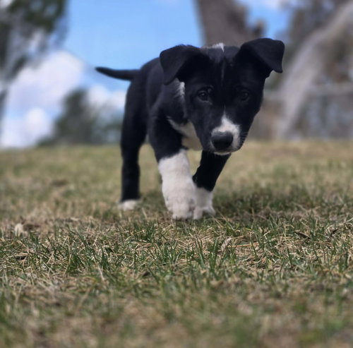 Beau