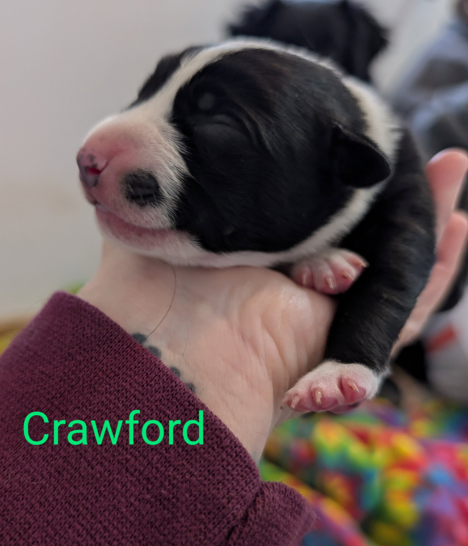 Crawford