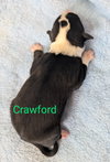 Crawford