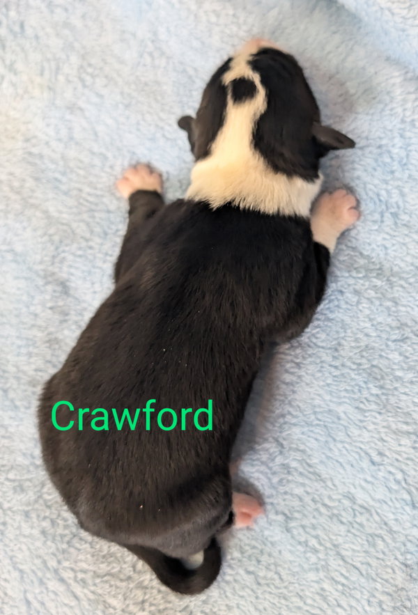 Crawford