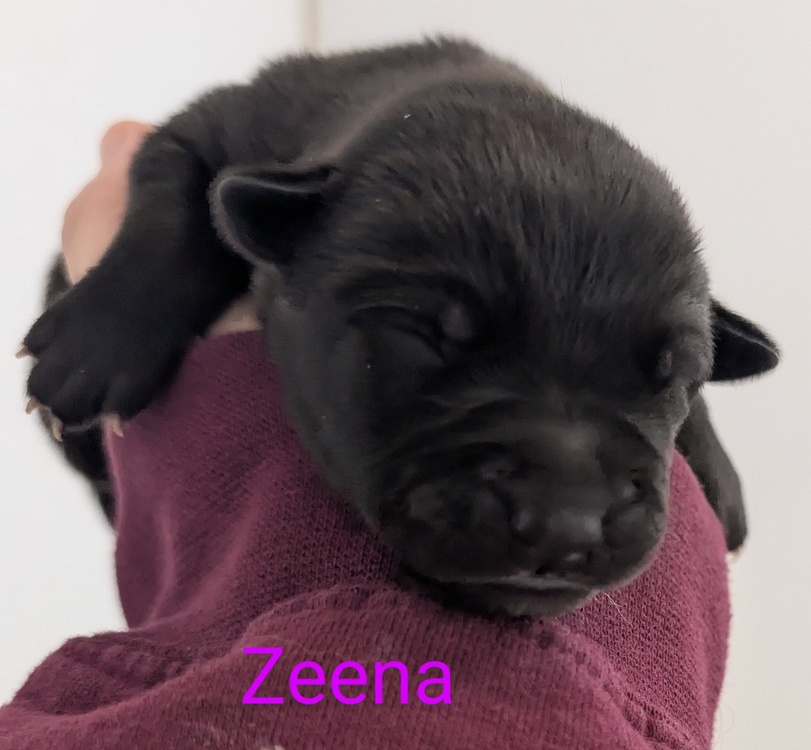 Zeena
