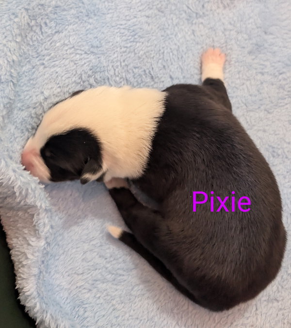 Pixie