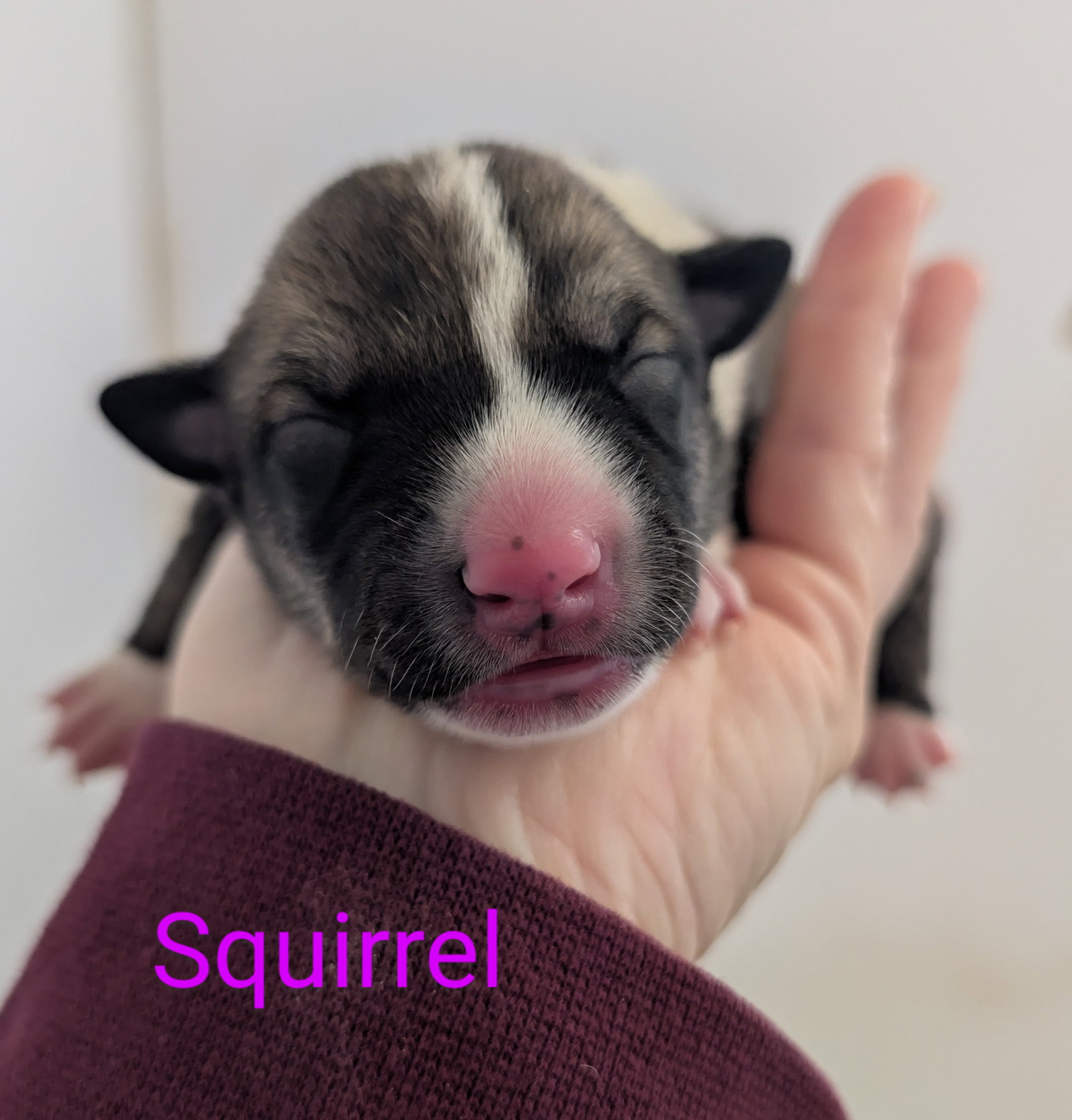 Squirrel