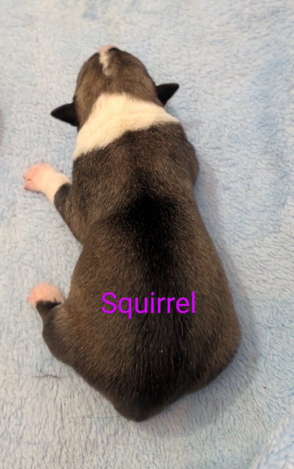Squirrel