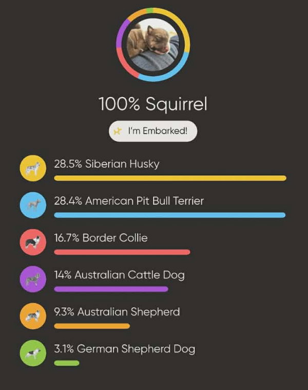 Squirrel