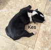 Kes