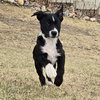 Rumi