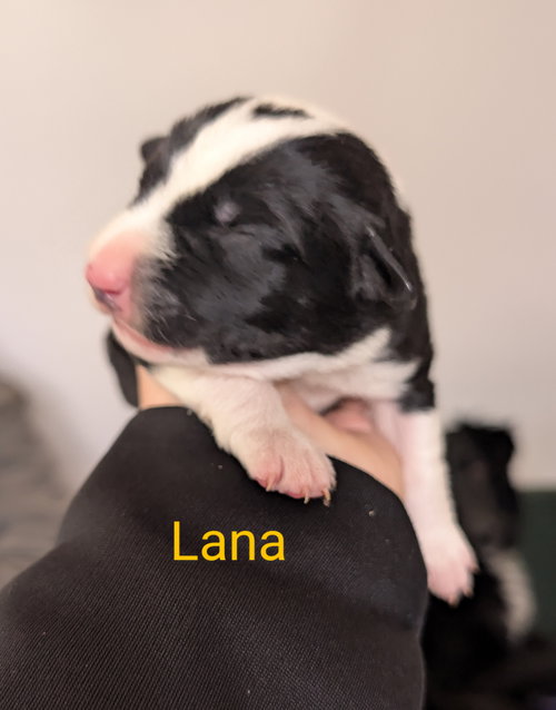 Lana