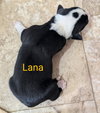 Lana