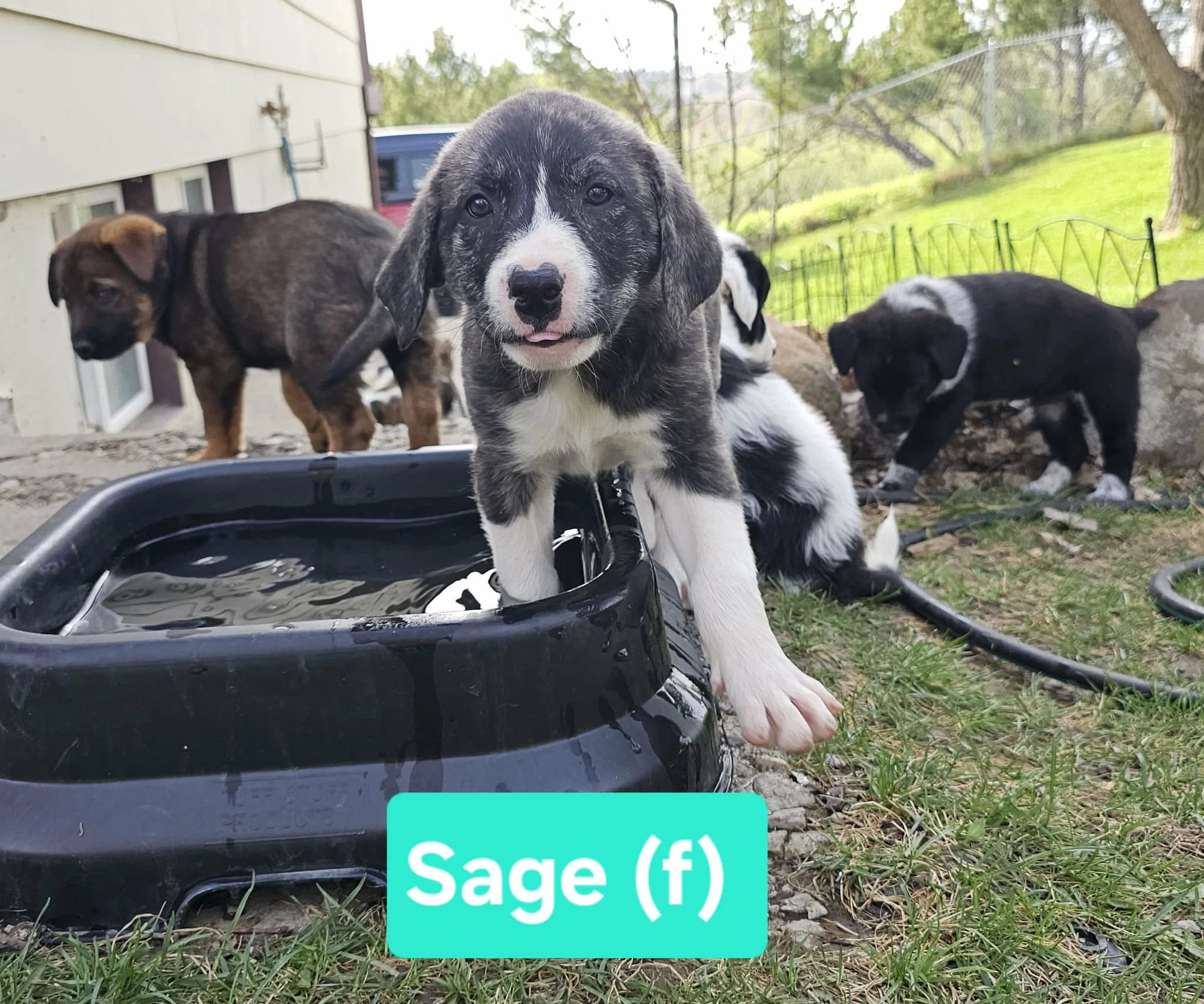 Sage