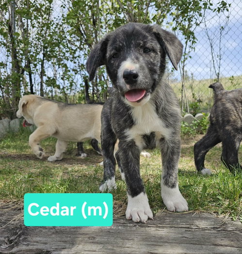 Cedar, an adoptable Unknown breed in Chinook, MT