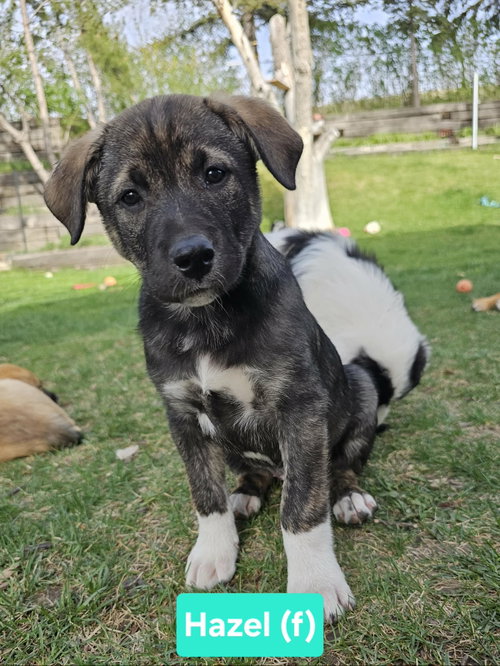 Hazel, an adoptable Unknown breed in Chinook, MT