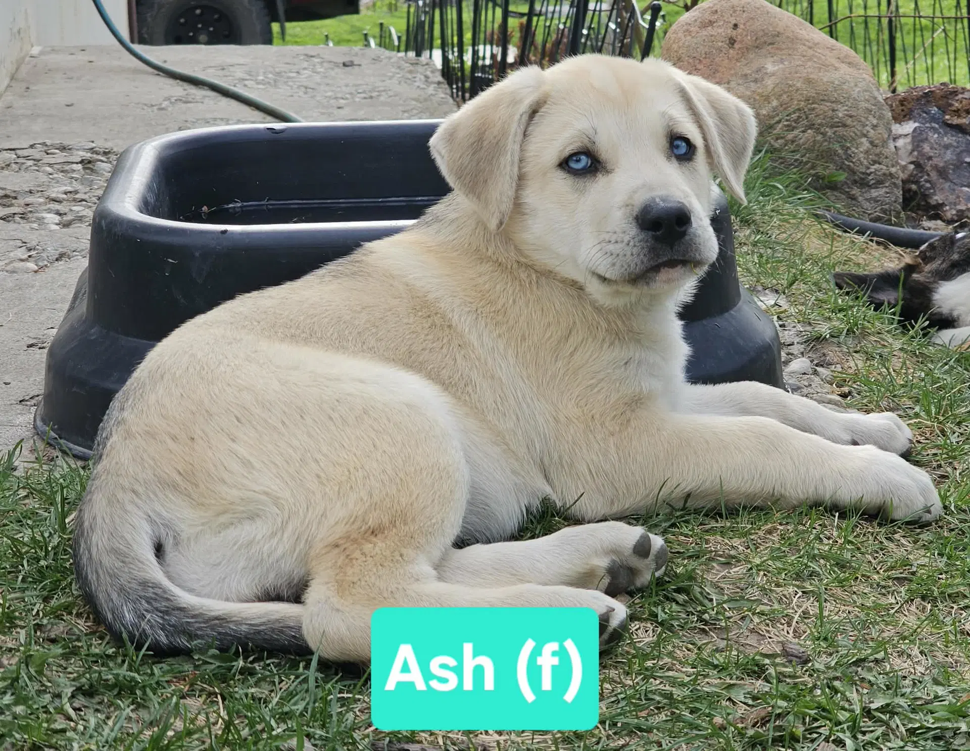 Ash image 3