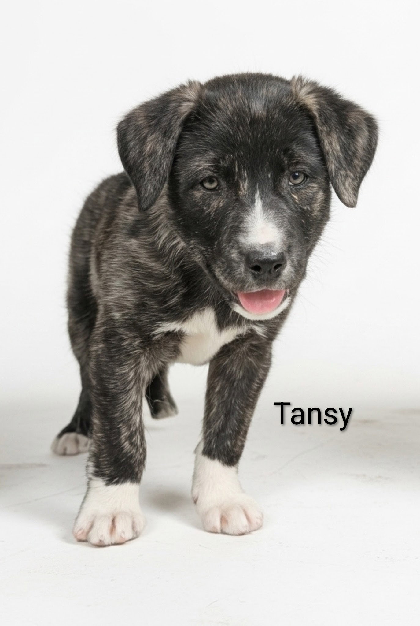 Tansy