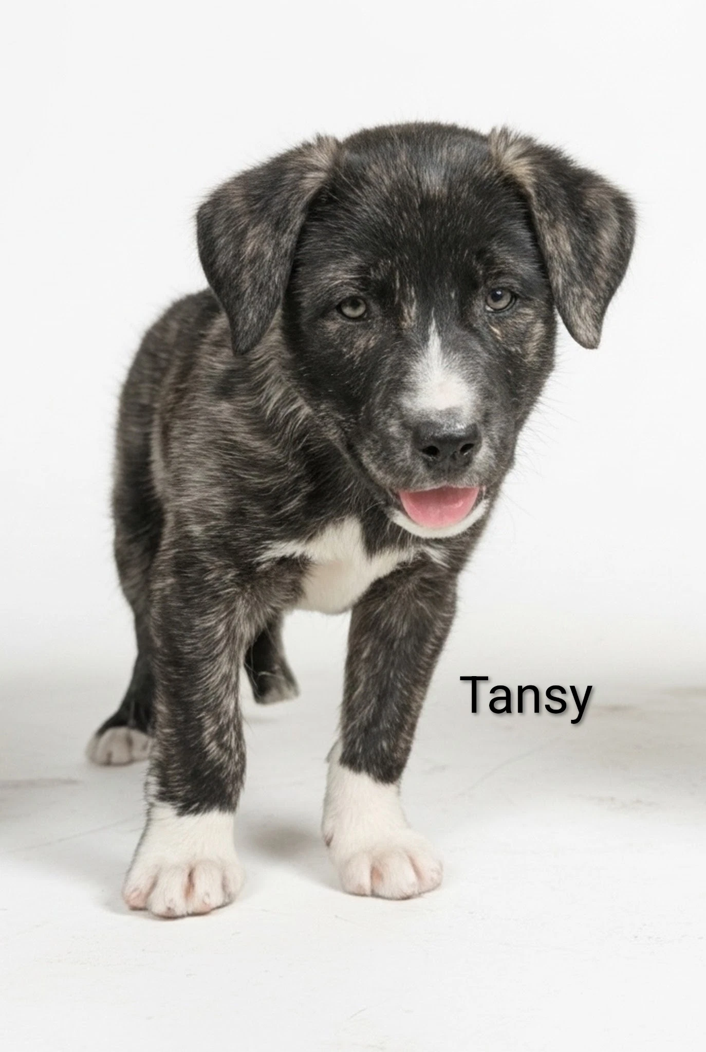 Tansy