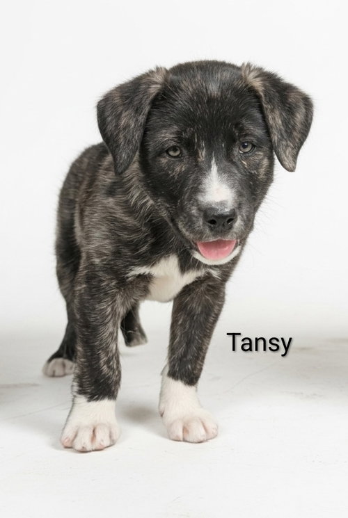 Tansy, an adoptable Unknown breed in Chinook, MT