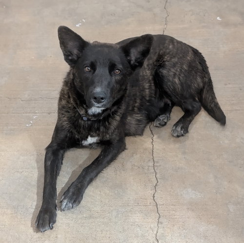 Nelly, an adoptable Unknown breed in Chinook, MT