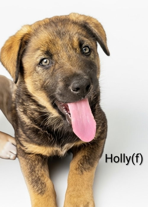 Holly, an adoptable Unknown breed in Chinook, MT