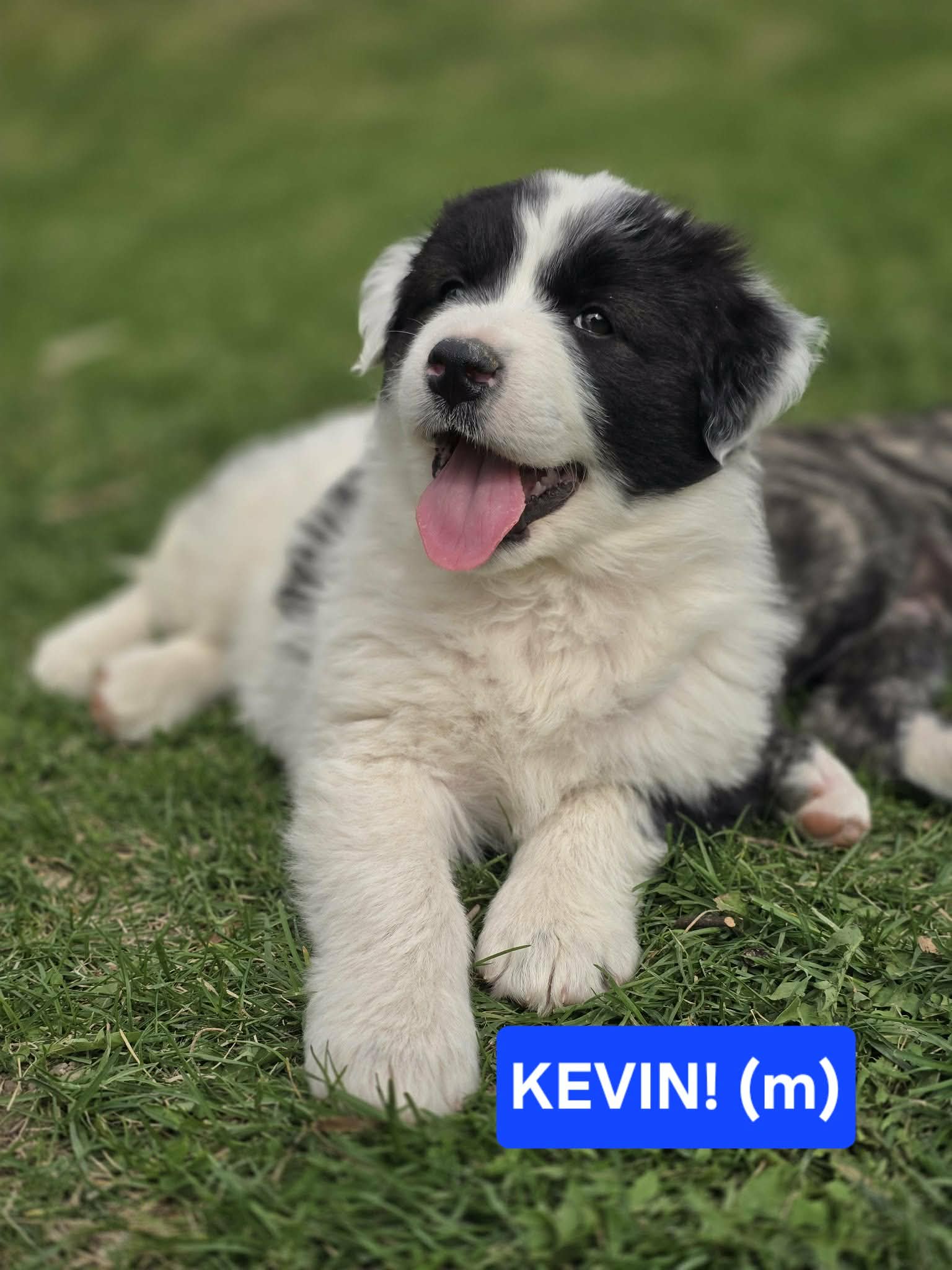 Kevin