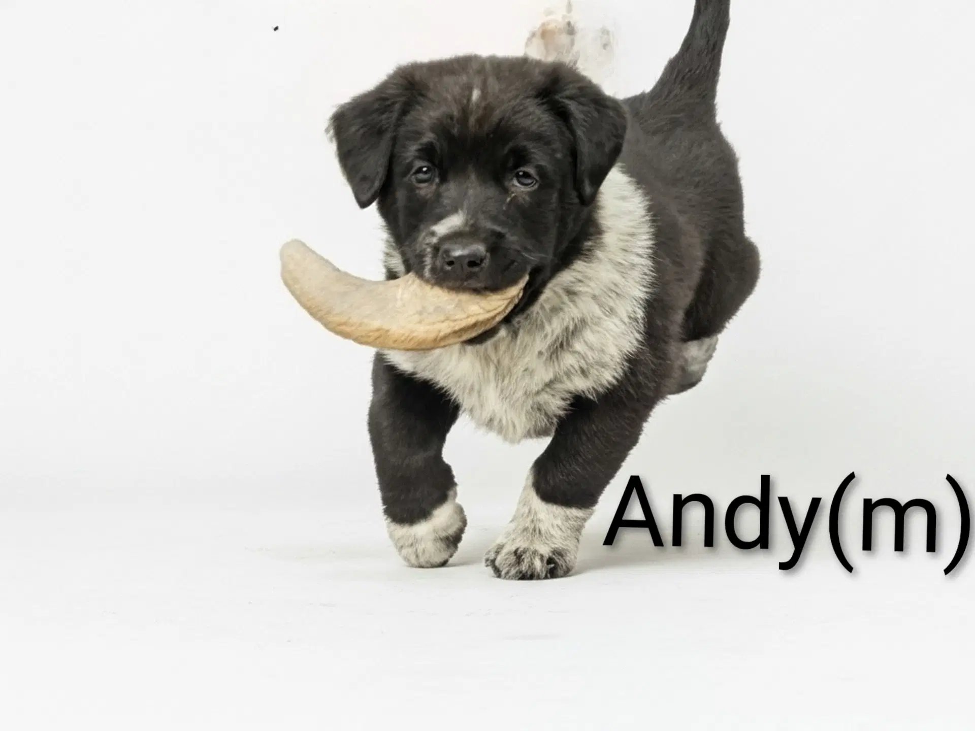 Andy - Unknown