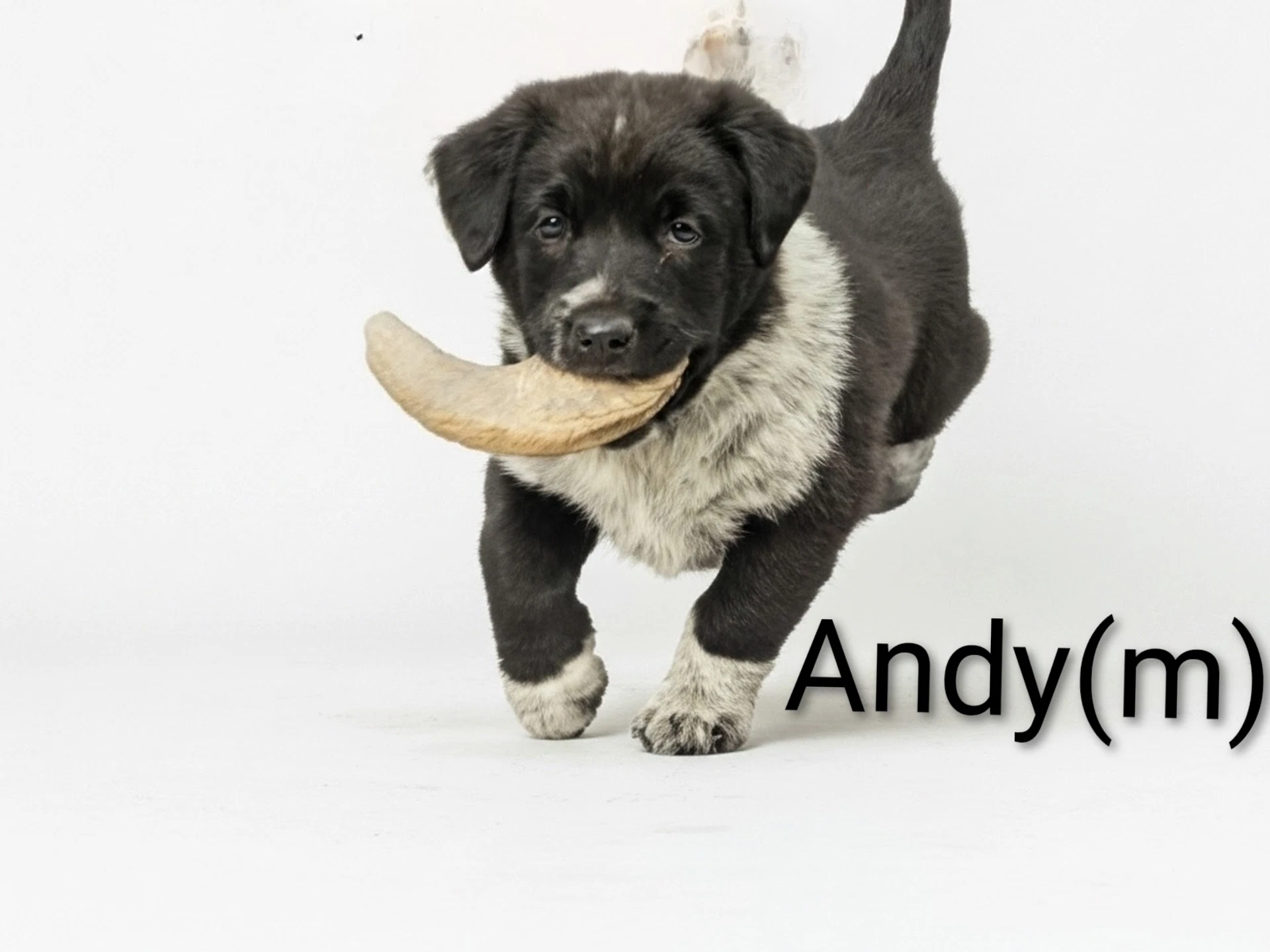 Andy