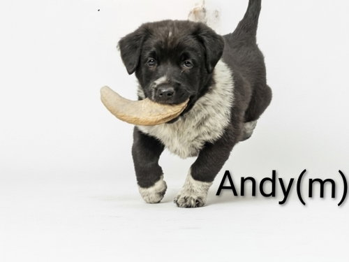 Andy, an adoptable Unknown breed in Chinook, MT