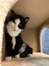 adoptable Cat in Mc Kees Rocks, PA named Yin-Yang