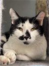 adoptable Cat in , PA named Henry