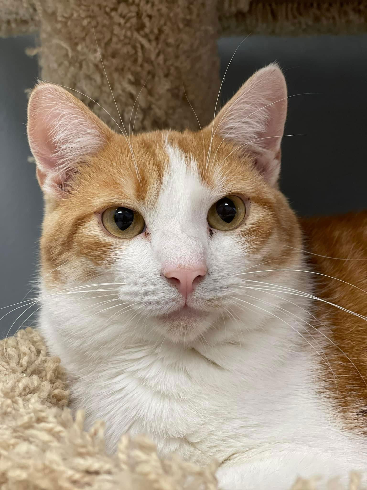 adoptable Cat in Mc Kees Rocks, PA named Cheddar