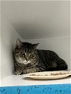 adoptable Cat in mc kees rocks, PA named Tabatha
