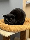 adoptable Cat in mc kees rocks, PA named Tilly