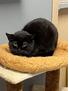 adoptable Cat in Mc Kees Rocks, PA named Tilly