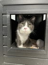 adoptable Cat in Mc Kees Rocks, PA named Lukey