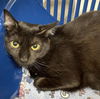 adoptable Cat in Mc Kees Rocks, PA named Iris