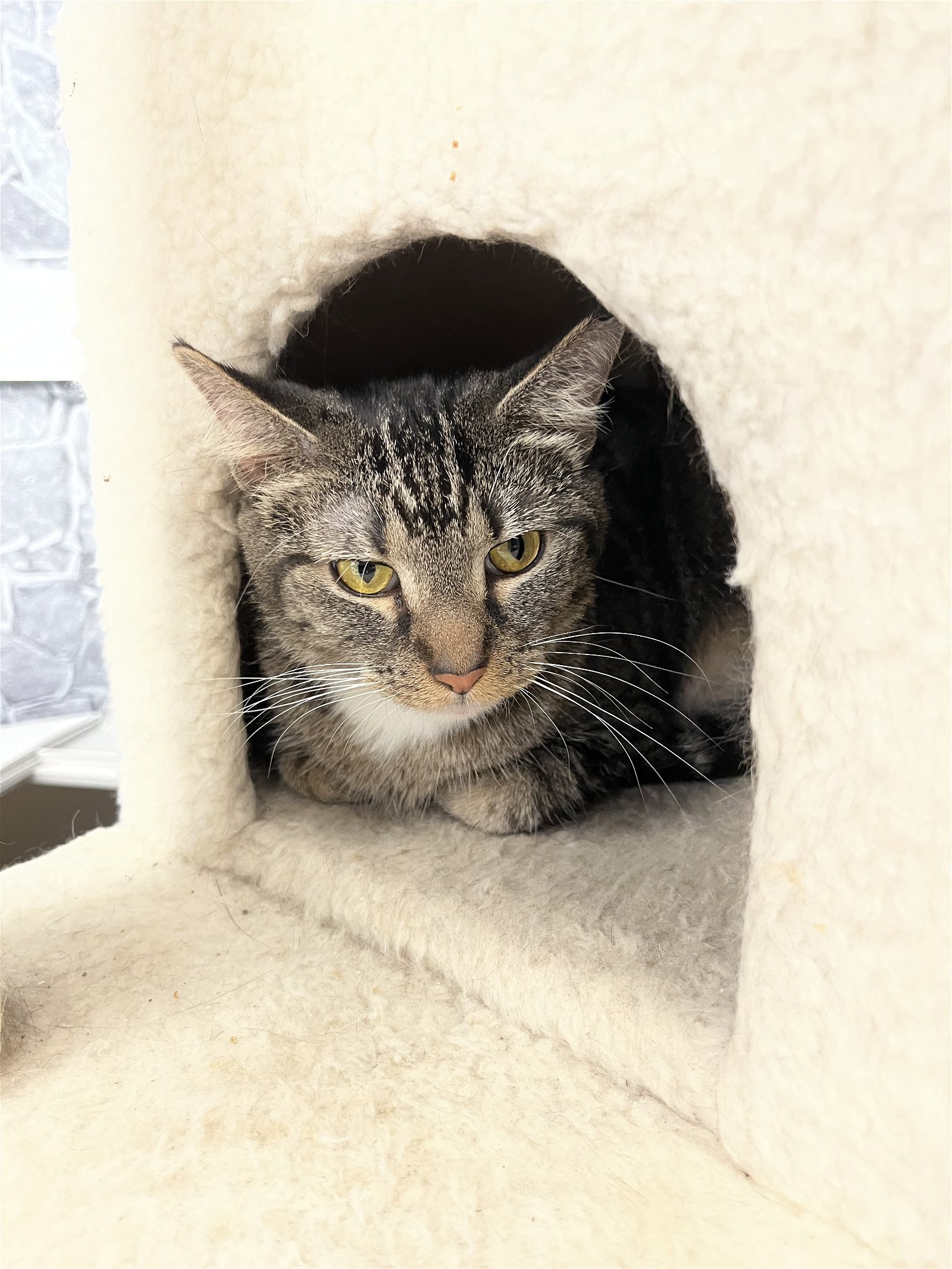 adoptable Cat in Mc Kees Rocks, PA named Lucy