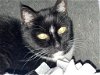 adoptable Cat in mc kees rocks, PA named Mitt